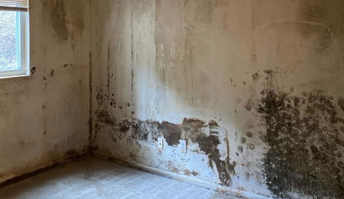 Black mold on the wall
