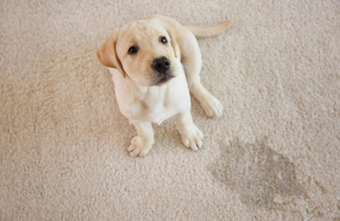 Carpet Protection Process