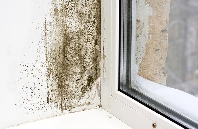 Mold Remediation Service