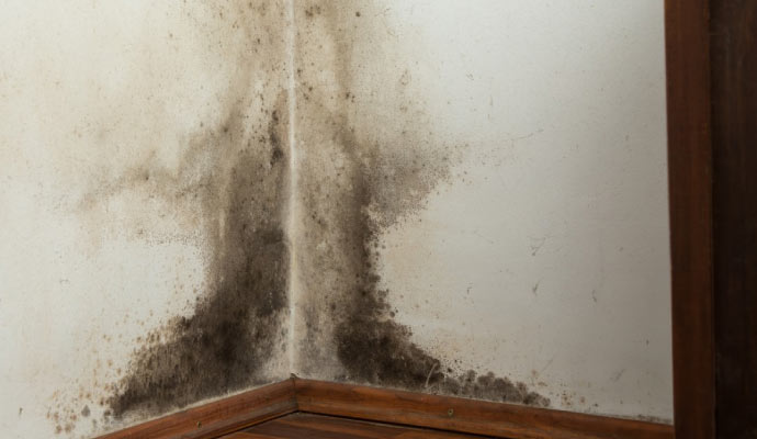 A corner of a room shows mold growth on the walls and baseboards.