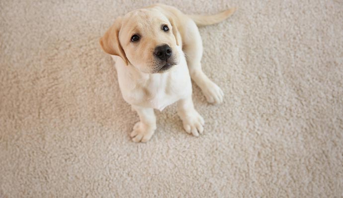 Pet Odor Carpet Treatments | Sarasota | Teasdale Fenton Sarasota