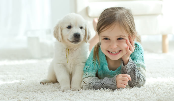 Pet On carpet