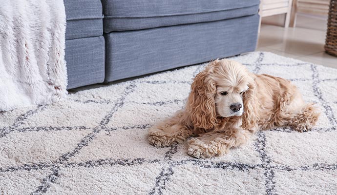 A pet on rug