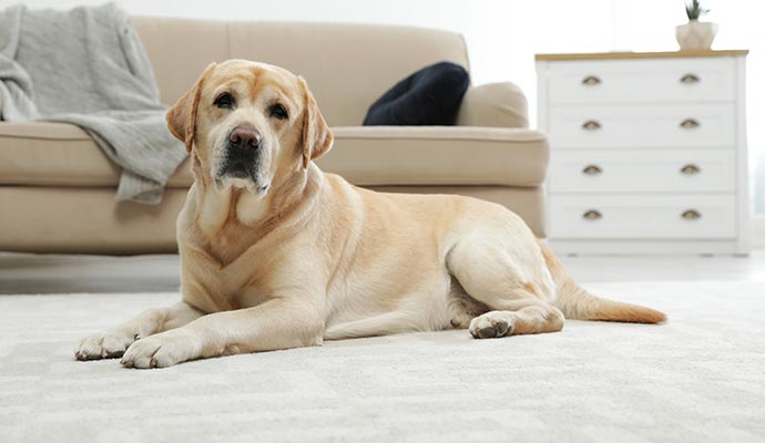 pet sat on the carpet