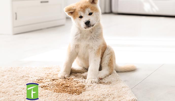 Pet sat on the rug