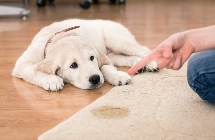 Pet Odor Removal Service in Sarasota, FL | Teasdale Fenton