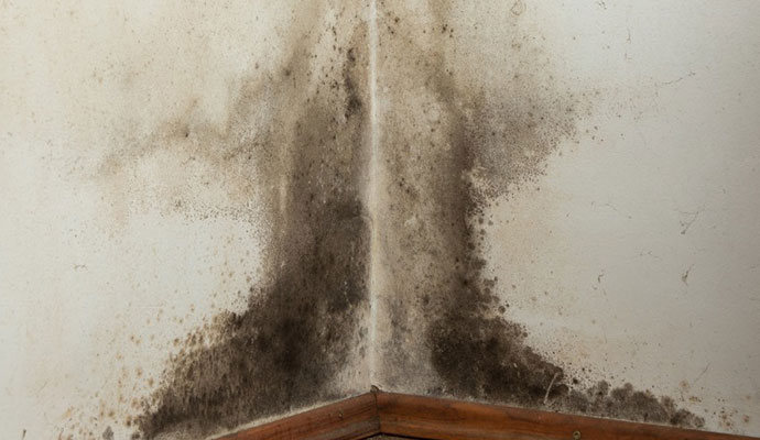 a woman holding a handkerchief in front of a moldy wall 