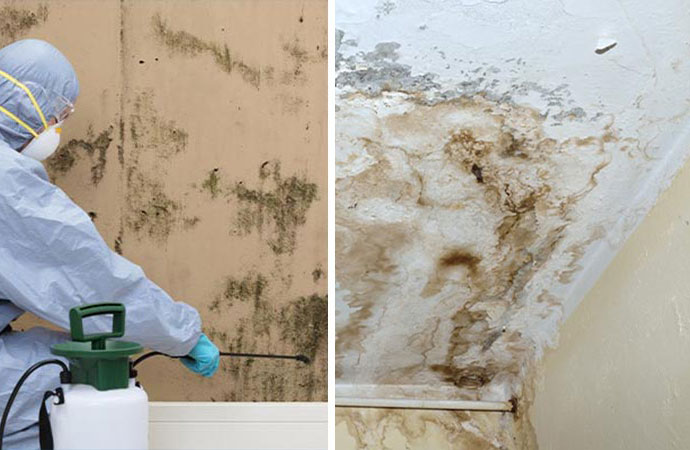 Mold removal services and worker spraying 